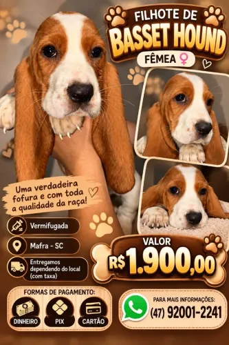 Basset Hound fêmea