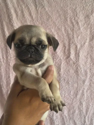 Pug macho