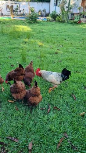 Terno Embrapa 51 - 1 Galo + 2 Galinhas