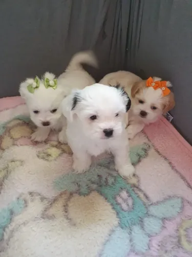Lhasa Apso de Alta Linhagem - Filhotes com Beleza, Equilíbrio e Personalidade Forte!