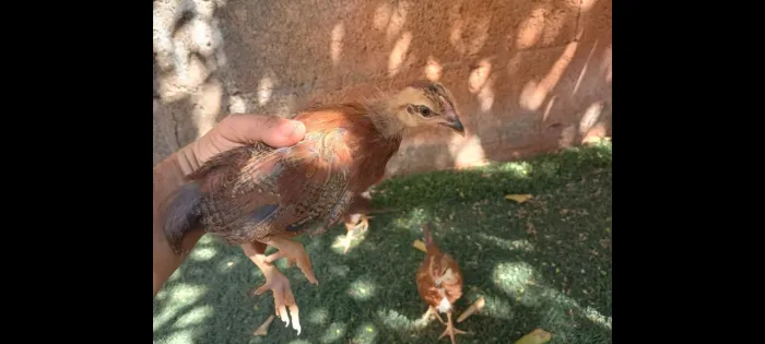 Pintinhos Embrapa todas fêmea 