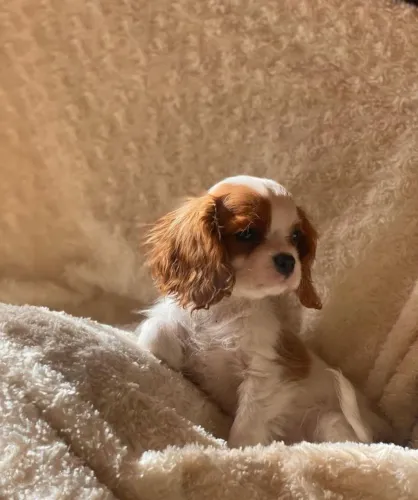  Cavalier King linda  fêmea vacinadas a pronta entrega com pedigree 