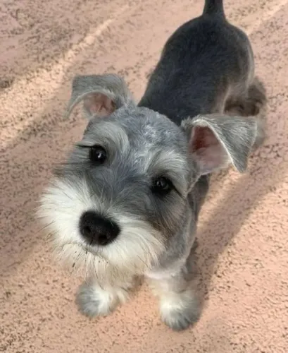 Schnauzer lindos filhotes