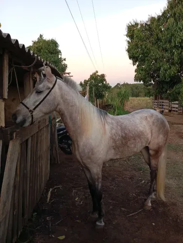 Cavalo 6 anos turdio macha picada