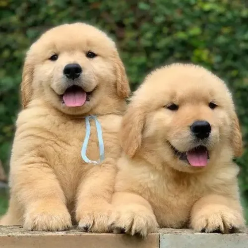 Golden Retriever Macho e Fêmea
