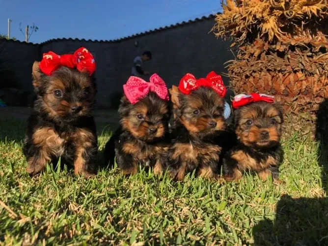 Yorkshire Mini Vacinado 100% Raça Pura - Parcelamos em até 12x - Loja Física