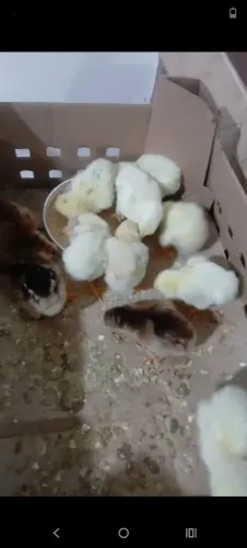 Pintos da raça carioca 6 reais a unidade 