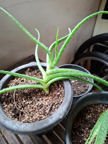 Aloe Vera (Babosa) - Muda de Planta