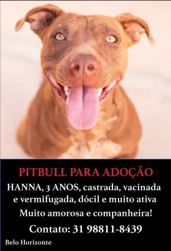 Pitbull para adoção
