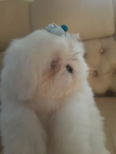 Shih Tzu Filhote Macho