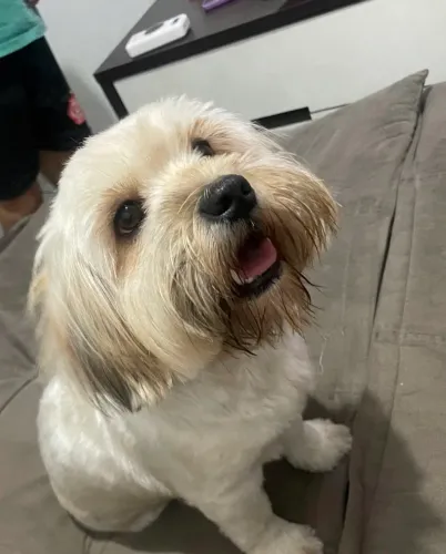 Doação de Shih Tzu