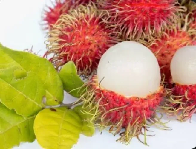 Mudas de RAMBUTAN, a "prima" da LICHIA q está fazendo sucesso!