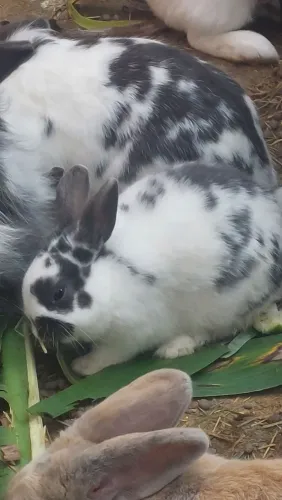 Lindo Mini Coelho Branco e Cinza tipo dálmata disponível