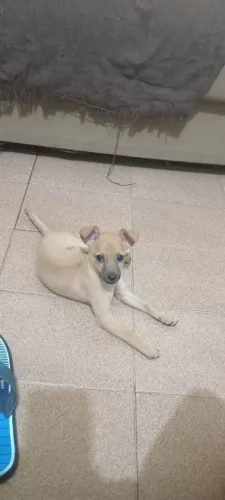 Doa se esse cahorrinho