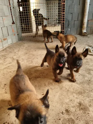 Pastor Belga Malinois puro sangue