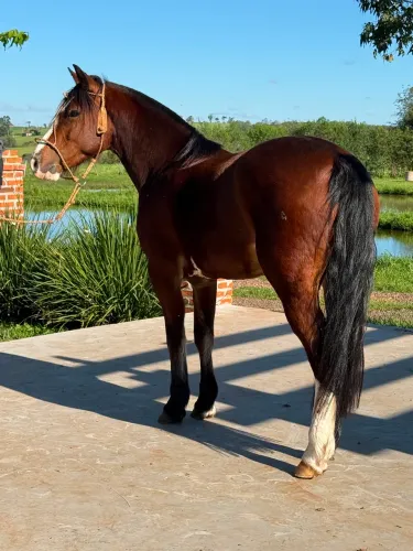 Cavalo Crioulo - Colorado