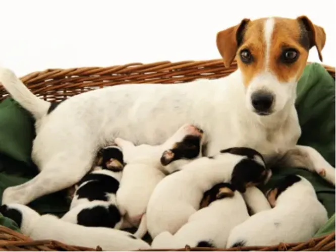 lindos jack russel x fox 
