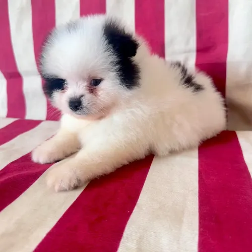 Lulu da Pomerânia