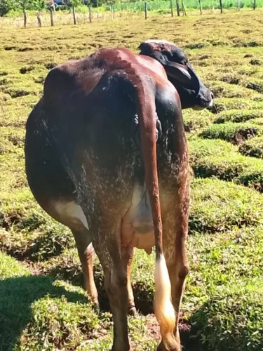 Vaca girolanda 