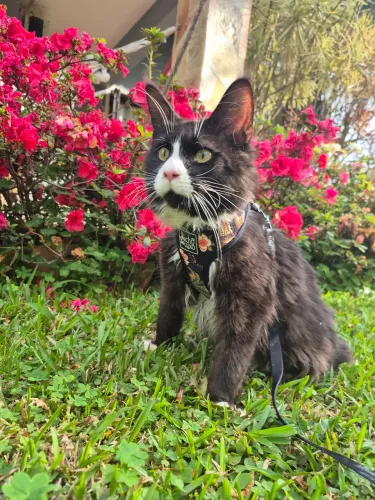 FILHOTE MAINE COON DISPONÍVEL