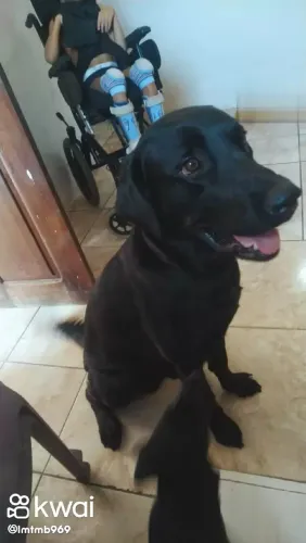 Doa 3 cachorros da raça labrador