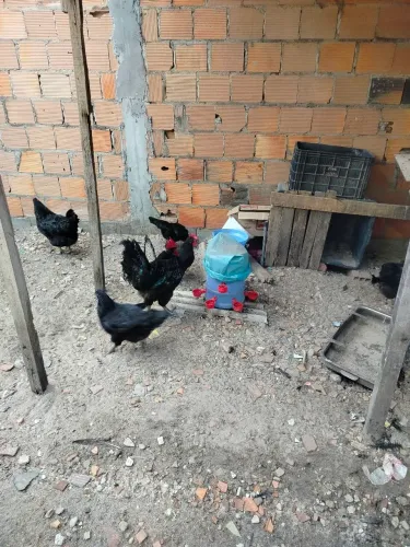 Vendo galinha gigante negro jercey 