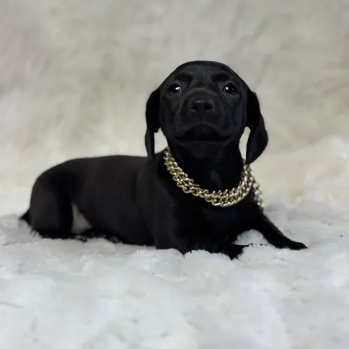 Dachshund black