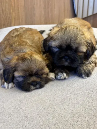 Filhotes shih tzu