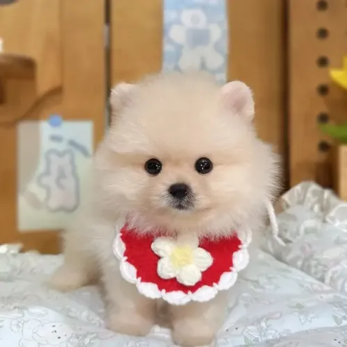 Neném spitz alemão/lulu da pomerânia pelagem densa e ótima genética
