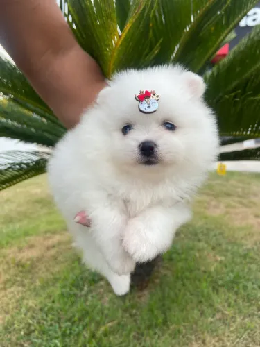 Filhote de Lulu da Pomerania MACHO