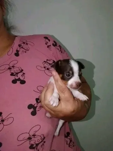Pinscher 00 pais no local Fundamental