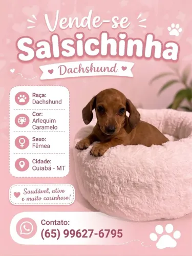 Filhote de Salsichinha (Dachshund) - 50 Dias!