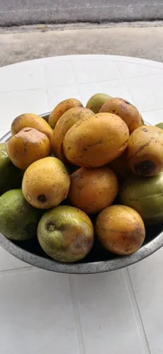 Cajarana