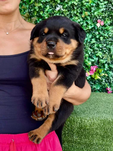 Filhote de Rottweiler