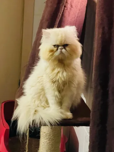 Gato persa