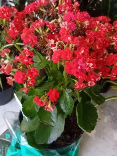 Muda de kalanchoe vermelha 
