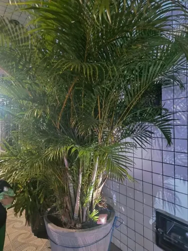 Vendo Palmeira grande 