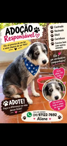 Doação de animais