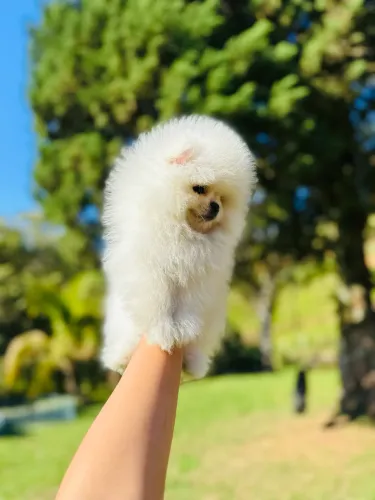 Lulu da pomerania anão