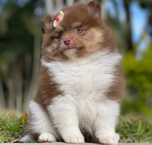 Spitz alemão anão 