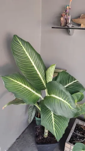 DIEFFENBACHIA ( comigo ninguém pode)