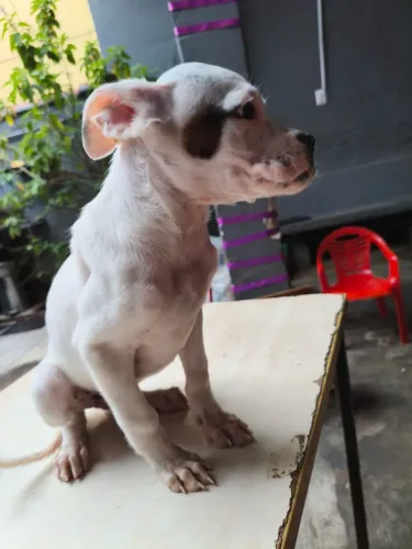 Filhote de cachorro 
