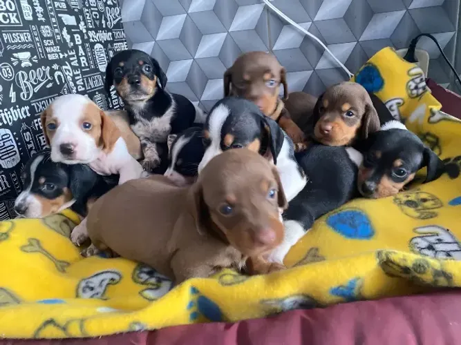 chihuahua