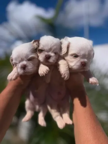 SHIH TZU DISPONÍVEIS!!