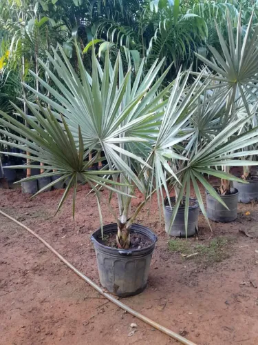 Mudas de Palmeira Azul