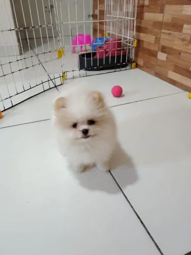 Spitz alemão