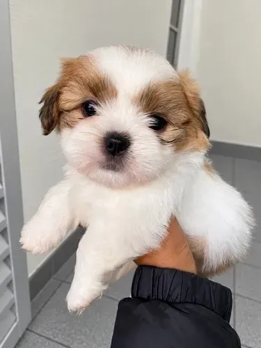 Filhotes de Shihtzu à Procura de um Novo Lar ?