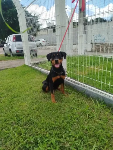 Disponível pra venda Rotewailer fêmea 