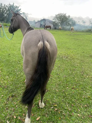 Potra Crioula