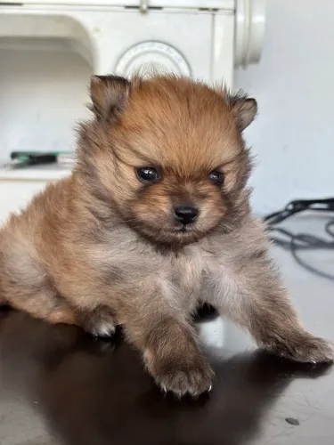 Filhote de Lulu da Pomerania Macho